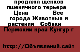 продажа щенков пшеничного терьера › Цена ­ 35 000 - Все города Животные и растения » Собаки   . Пермский край,Кунгур г.